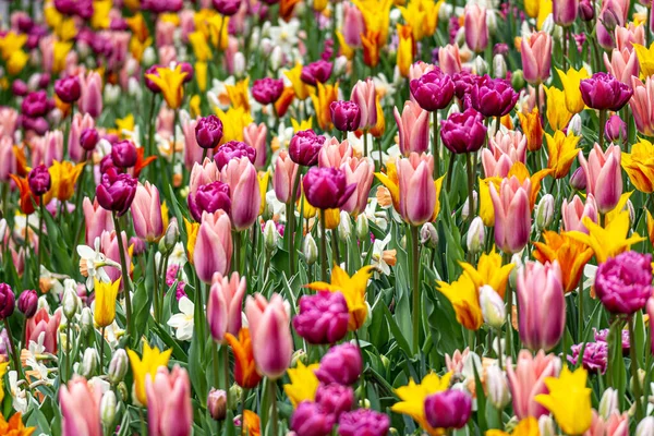 Ett Vackert Fält Färgglada Tulpanblommor Våren — Stockfoto