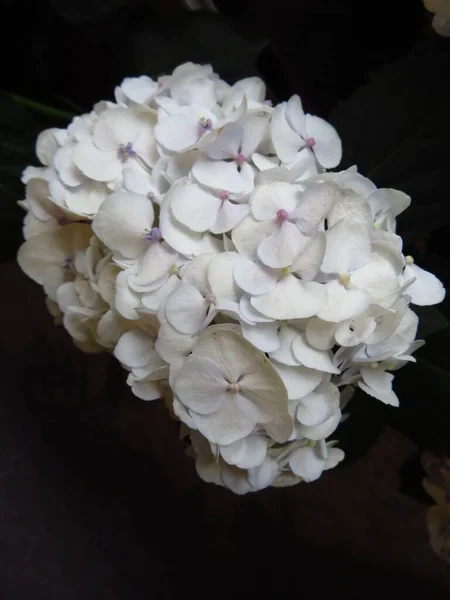 Primer Plano Hermoso Blanco Hojas Grandes Flores Hyrdangea Sobre Fondo — Foto de Stock