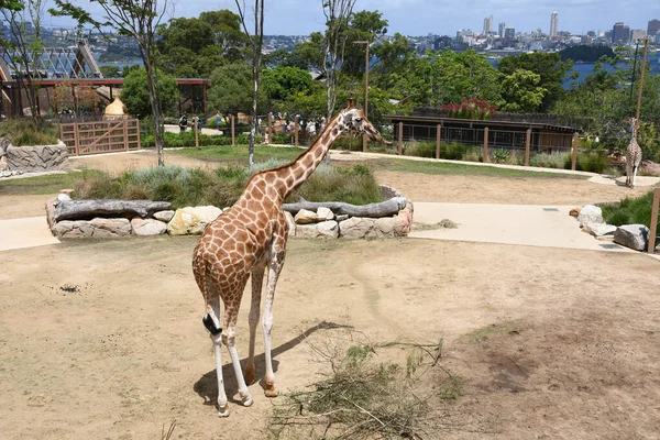Güneşli Bir Yaz Gününde Hayvanat Bahçesinde Bir Zürafanın Yakın Çekimi — Stok fotoğraf