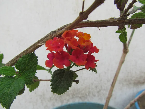 Närbild Bild Orange Begonias Med Gröna Blad Bakgrunden — Stockfoto