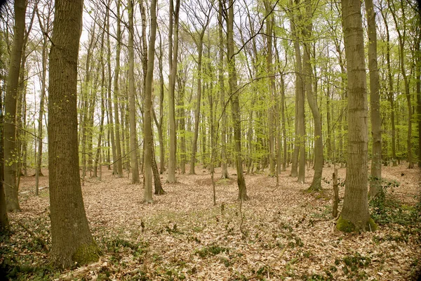 Bosque Con Vegetación Densa Árboles Altos —  Fotos de Stock