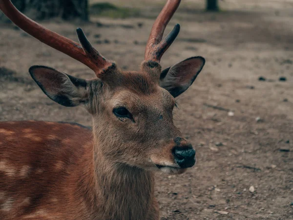 京都公園の愛らしい鹿のクローズアップ — ストック写真