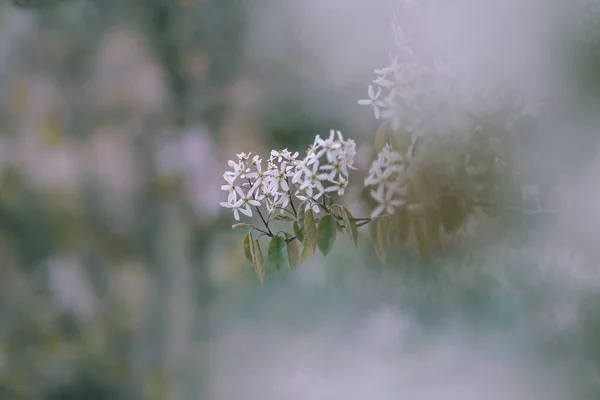 Szelektív Fókusz Felvétel Kertben Növekvő Amelanchier Arborea Fehér Virágairól — Stock Fotó