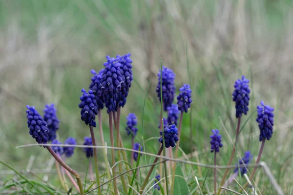 Eine Nahaufnahme Von Blauen Vipernbogen Blumen Einem Offenen Feld Den — Stockfoto