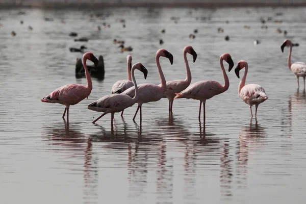 Eine Gruppe Schöner Rosafarbener Flamingos See — Stockfoto