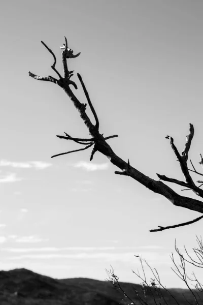 Bulanık Gökyüzü Arka Planına Karşı Bir Ağacın Dalının Dikey Görüntüsü — Stok fotoğraf