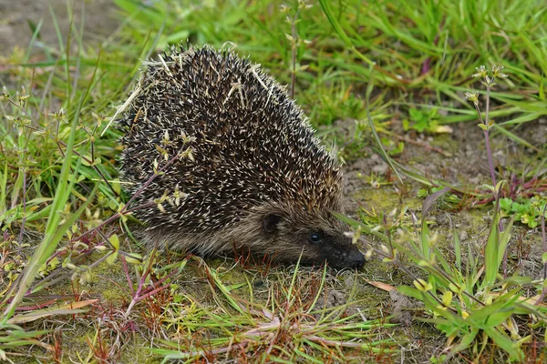 Een Close Van Europese Egel Erinaceus — Stockfoto