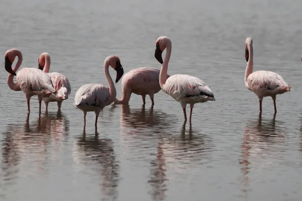 A group of beautiful pink Greater flamingoes in the lake