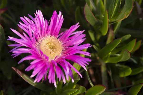 Hottentot Füge Carpobrotus Edulis Virág Fénymásolási Hellyel — Stock Fotó