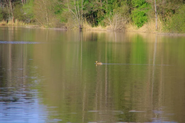 Beau Coup Canard Sur Lac — Photo