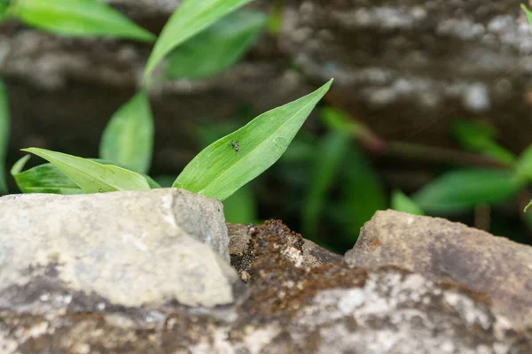 Focus Sélectif Sur Les Feuilles Vertes Une Plante Derrière Des — Photo