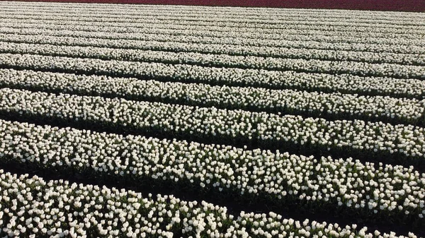 Ein Faszinierender Blick Auf Ein Feld Mit Hunderten Von Tulpen — Stockfoto