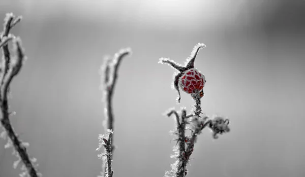 Ένα Κοντινό Πλάνο Ενός Παγωμένου Τριανταφυλλιού Στο Χιονισμένο Πάρκο — Φωτογραφία Αρχείου