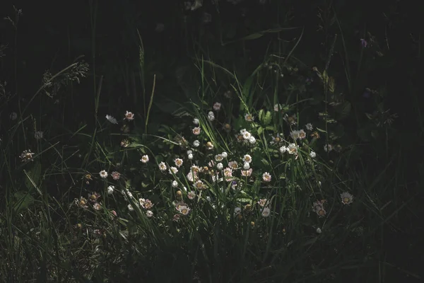 Όμορφα Λουλούδια Χαμομηλιού Ένα Χωράφι — Φωτογραφία Αρχείου