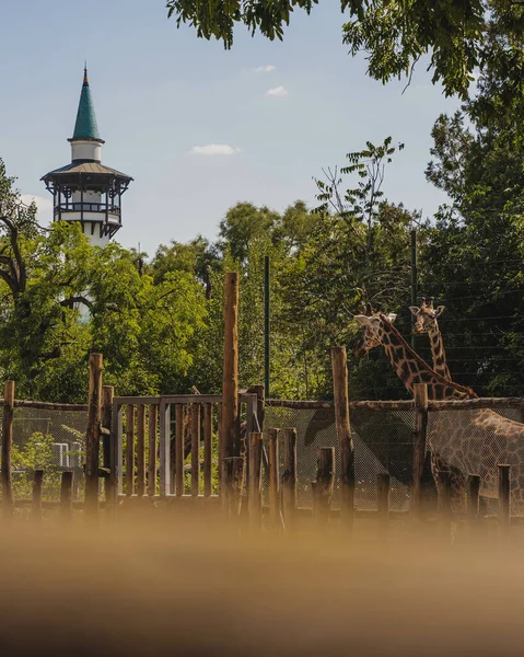 Ένα Κάθετο Πλάνο Του City Park Καμηλοπαρδάλεις Στη Βουδαπέστη Της — Φωτογραφία Αρχείου
