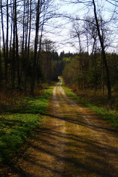 Plan Vertical Une Allée Dans Forêt — Photo