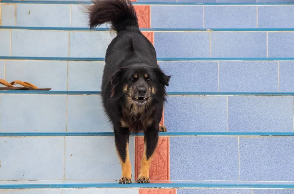 Primer Plano Perro Callejero Tailandia — Foto de Stock