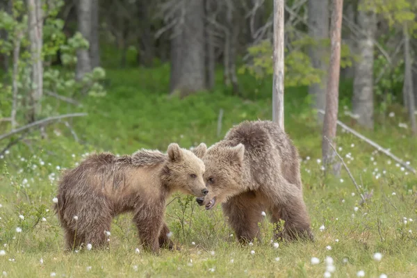 Два Бурых Медведя Играют Посреди Хлопковой Травы Финском Болоте — стоковое фото