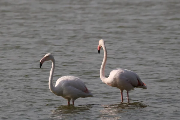 Beautiful White Greater Flamingoes Lake — Stock Photo, Image