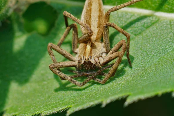 Крупный План Паука Питомника Pisaura Mirabilis Зеленом Листе — стоковое фото