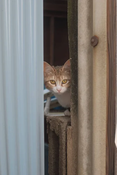 Disparo Vertical Lindo Gato Marrón — Foto de Stock