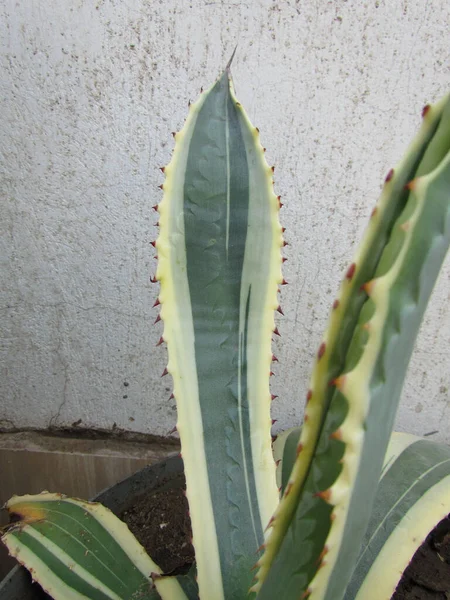 Detailní Záběr Fragmentu Aloe Listů Bílou Stěnou Pozadí — Stock fotografie