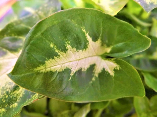 Primer Plano Hoja Syngonium — Foto de Stock