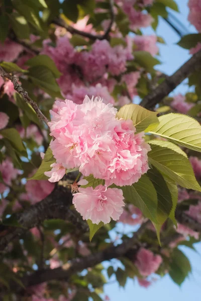 Вибірковий Фокус Зображення Квітучих Квітів Дерева — стокове фото
