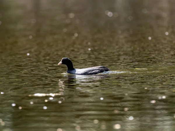 Ein Blässhuhn Schwimmt Einem Teich — Stockfoto