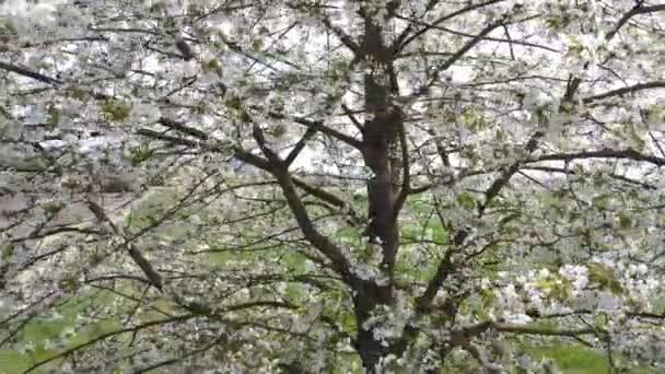 Branches Cerisier Avec Belles Fleurs Gros Plan Concept Printemps — Video