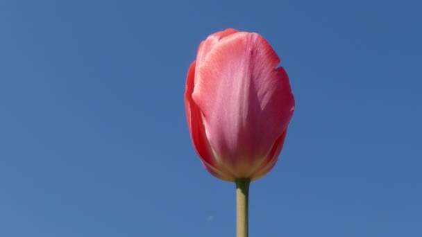 Bela Tulipa Crescendo Jardim Dia Ensolarado Primavera — Vídeo de Stock