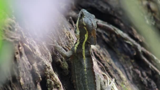 Closeup Shot Lizard Tree Trunk Seen Blurry Leaves — Wideo stockowe