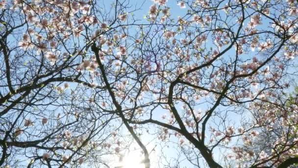 Cherry Tree Branches Beautiful Flowers Close Spring Concept — Stock Video