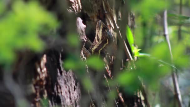 Tiro Seletivo Foco Lagarto Tronco Árvore Visto Através Folhas Greeblurry — Vídeo de Stock