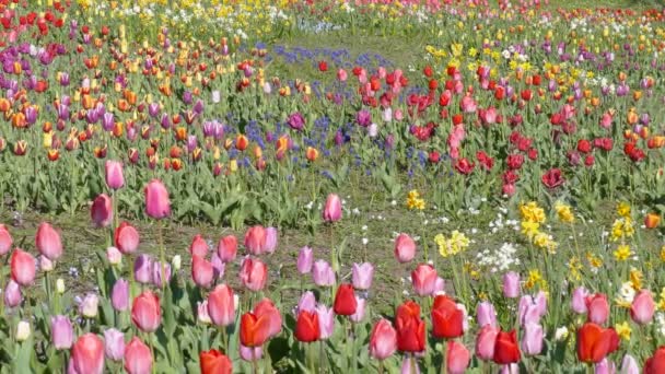 Baharın Güneşli Günlerinde Bahçede Büyüyen Güzel Laleler — Stok video