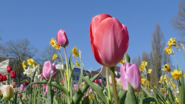 Piękne Kwiaty Rosnące Łące Wiosną Słoneczny Dzień — Wideo stockowe