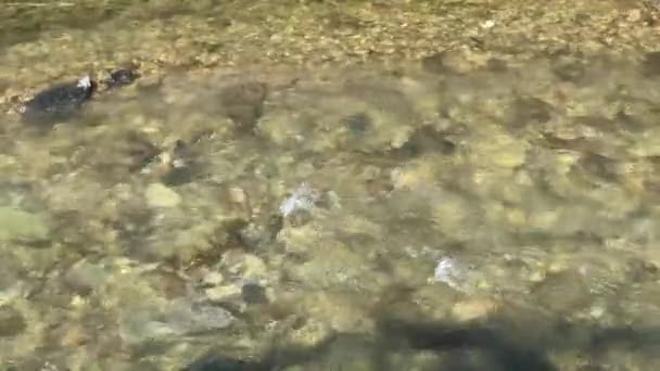 Küçük Bir Nehirdeki Temiz Bir Akarsuyun Yakın Görüntüsü — Stok video