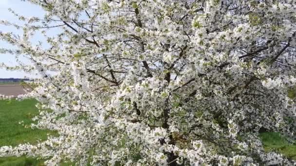 Ramas Cerezo Con Hermosas Flores Primer Plano Concepto Primavera — Vídeos de Stock