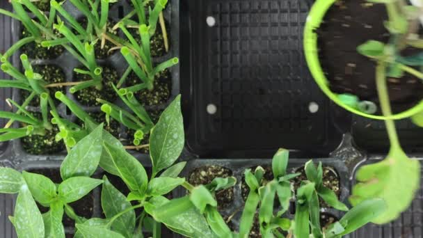 Una Vista Superior Hombre Transfiriendo Plantas Vegetales Jóvenes Una Bandeja — Vídeo de stock