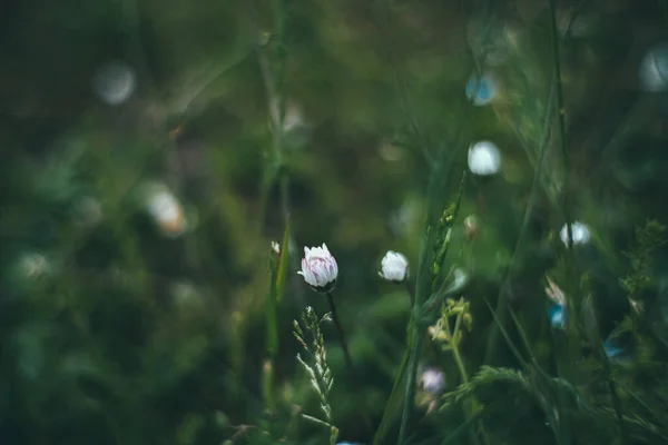 Flores Campo Florescendo Com Luzes Bokeh — Fotografia de Stock