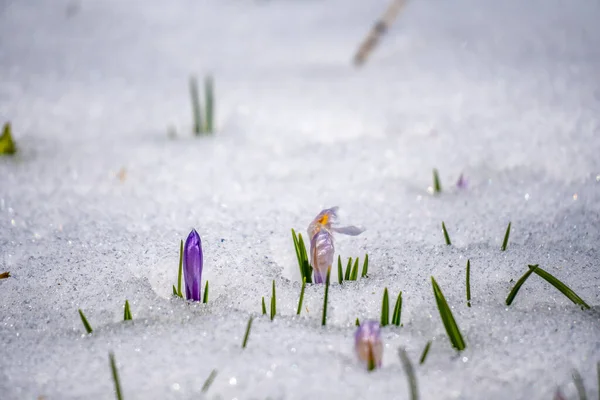 Miękkie Skupienie Pąków Kwiatowych Krokusa Wyłaniających Się Śnieżnego Pola Wskazanie — Zdjęcie stockowe