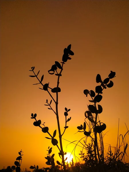 Paisaje Glorioso Una Puesta Sol Dorada Campo Detrás Siluetas Plantas — Foto de Stock