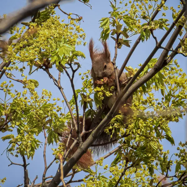 Una Ardilla Sienta Rama Árbol —  Fotos de Stock