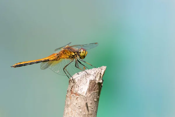 Darter Asas Amarelas Sympetrum Flaveolum Sentado Pau — Fotografia de Stock