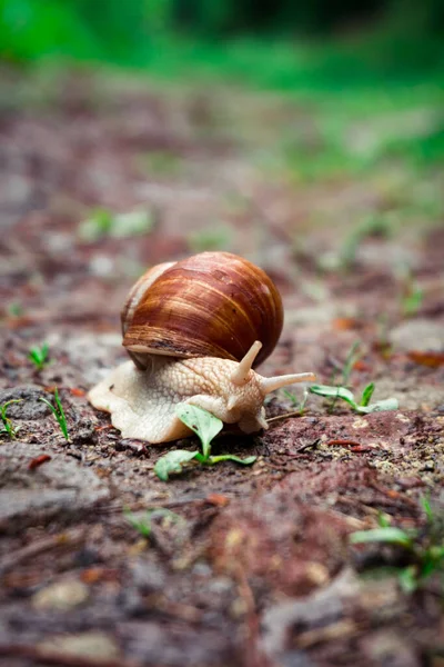 Closeup Shot Snail Ground Blurred Background — Stock Photo, Image