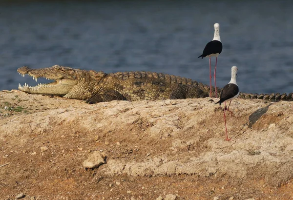 Dos Zancos Alas Negras Pie Tierra Cerca Cocodrilo Rodeado Por —  Fotos de Stock