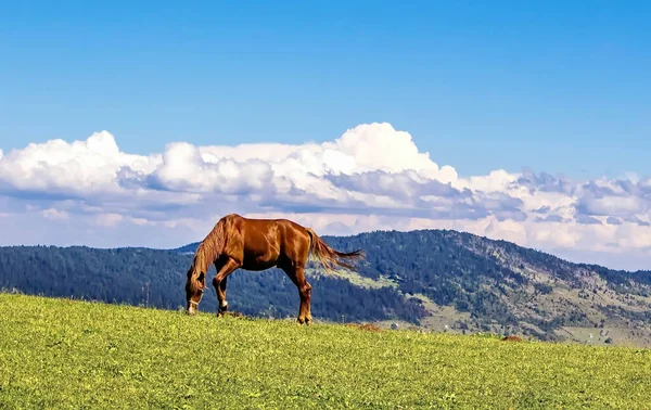 緑の丘と白い雲の美しい緑のフィールドに孤立した茶色の馬 — ストック写真