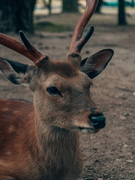 Detailní Záběr Rozkošného Jelena Kjótském Parku — Stock fotografie