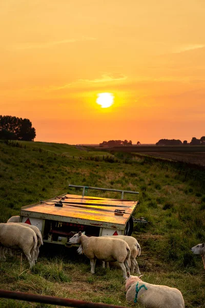 Plan Vertical Moutons Pâturant Dans Une Prairie Verte Pendant Coucher — Photo
