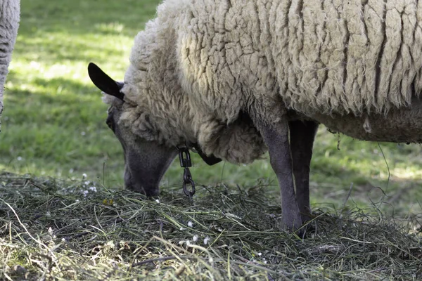 Ovejas Que Alimentan Hierba Una Granja — Foto de Stock